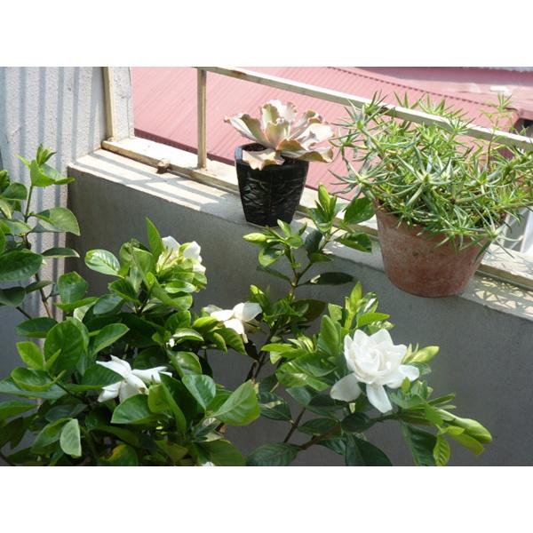 Cây hoa dành dành, chậu hoa đẹp cực thơm