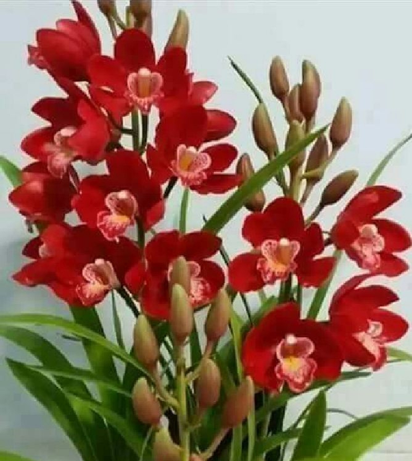2 Củ  hoa địa lan san to màu đỏ