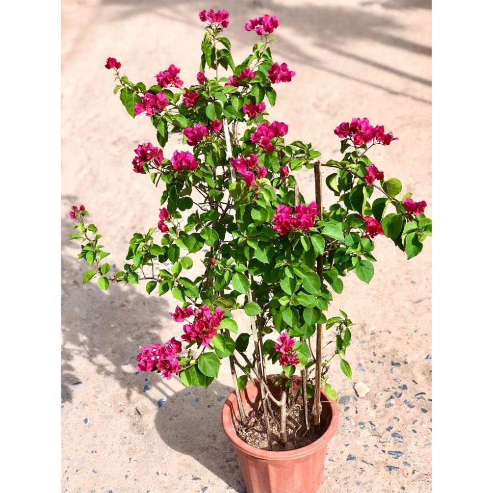Cây hoa giấy đỏ cao 70cm đang hoa