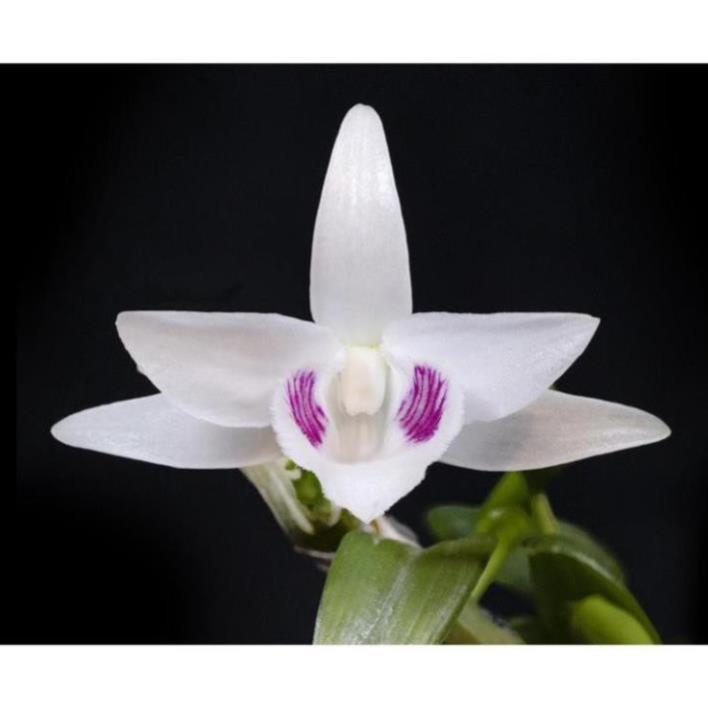 Phong lan phi điệp 5 cánh trắng Hiển Oanh cây giống 7-10cm cây cực đẹp