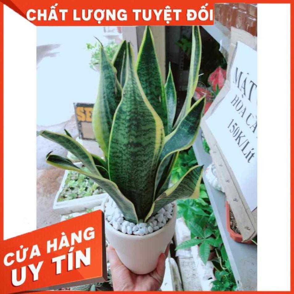 Chậu lưỡi hổ vằng Nhiều Người Mua