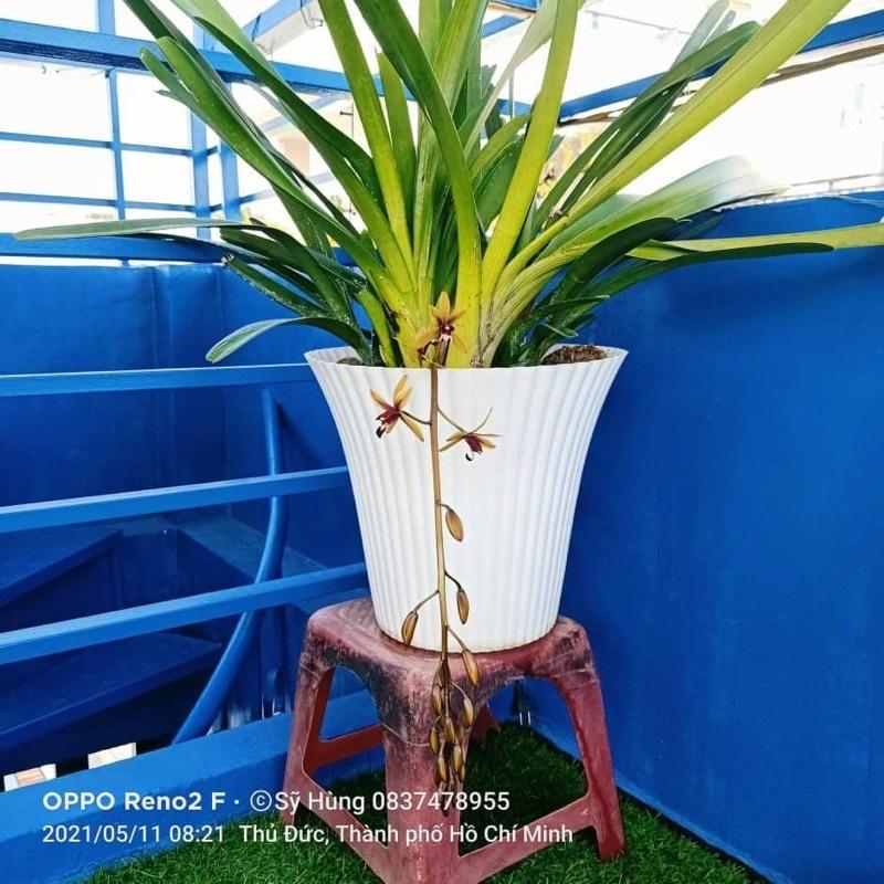 Lan kiếm rừng tây nguyên