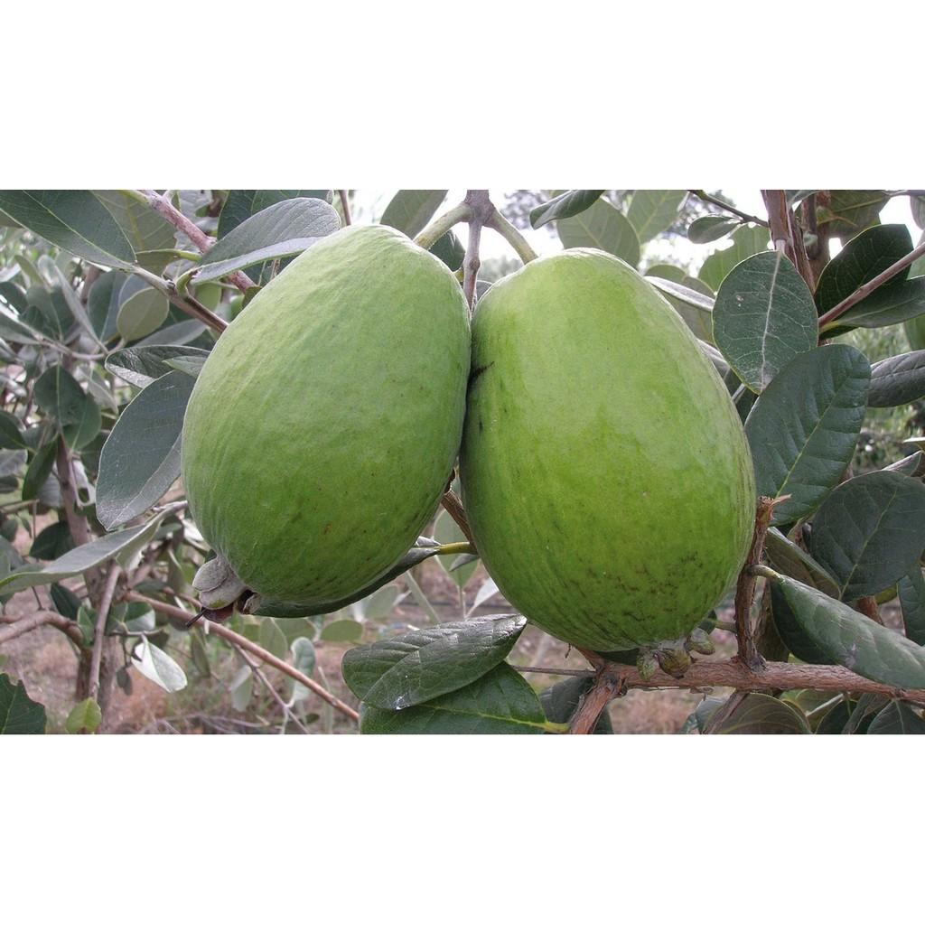 Cây giống ổi dứa