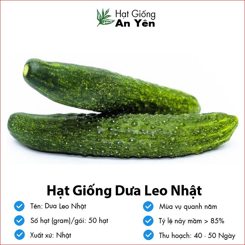 Hạt giống Dưa Leo Nhật thu hoạch sớm, dễ trồng, nảy mầm cao, sinh trưởng khoẻ