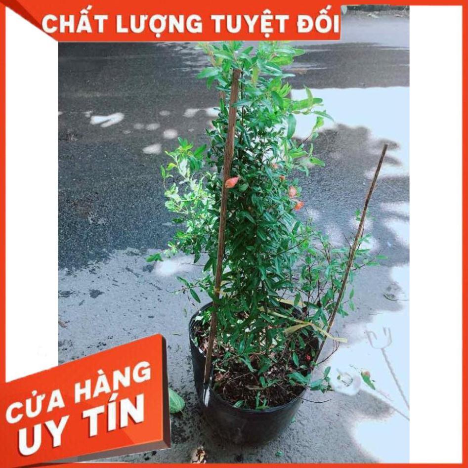 Cây Lựu Cho Nhiều Quả Nhiều Người Mua