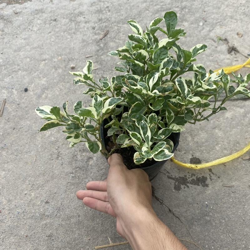 Cây cẩm thạch trồng bầu đen thích hợp trang trí decor sân vườn , tiểu cảnh