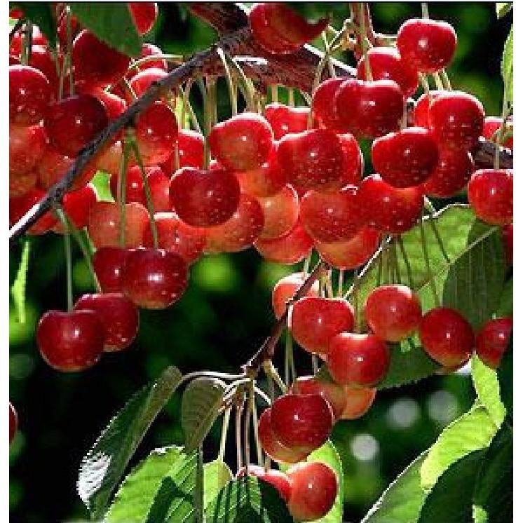 Hạt giống Cây Ăn Trái Cherry Đỏ 10 hạt/gói