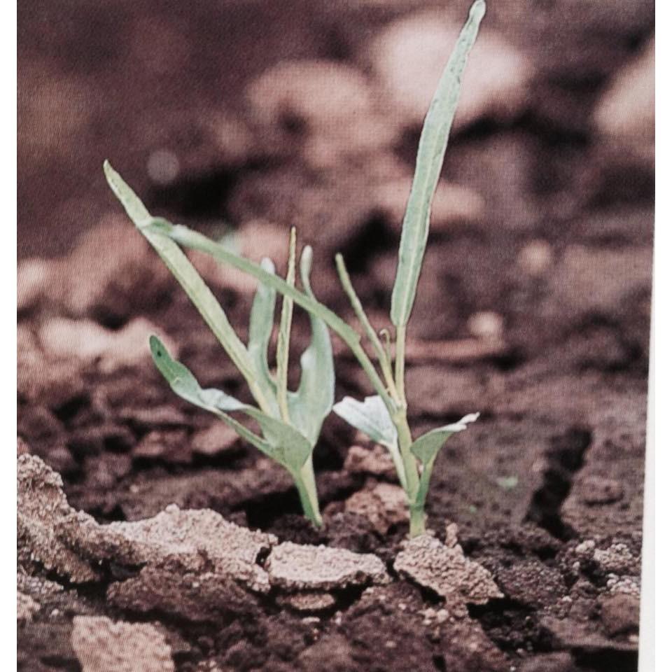 Hạt giống rau muống- 50g