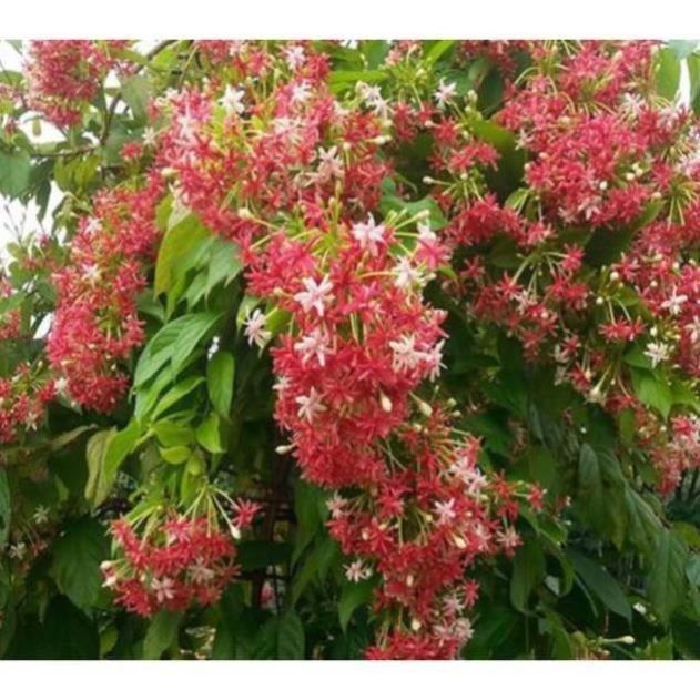 Cây hoa sử quân tử , cây đẹp, giống chuẩn