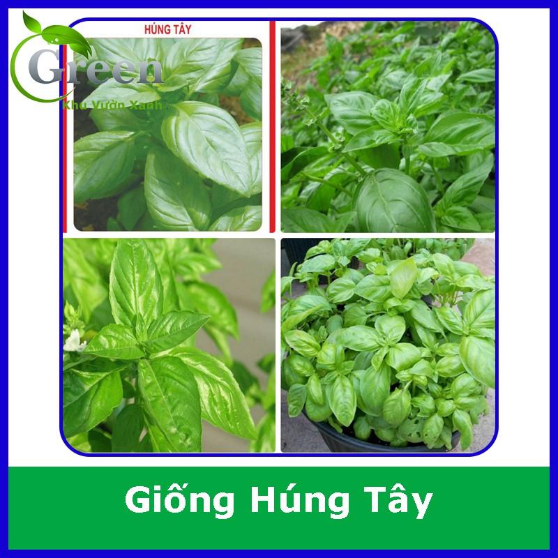 Hạt Giống Rau Húng Tây (Basil) (1 Gam)