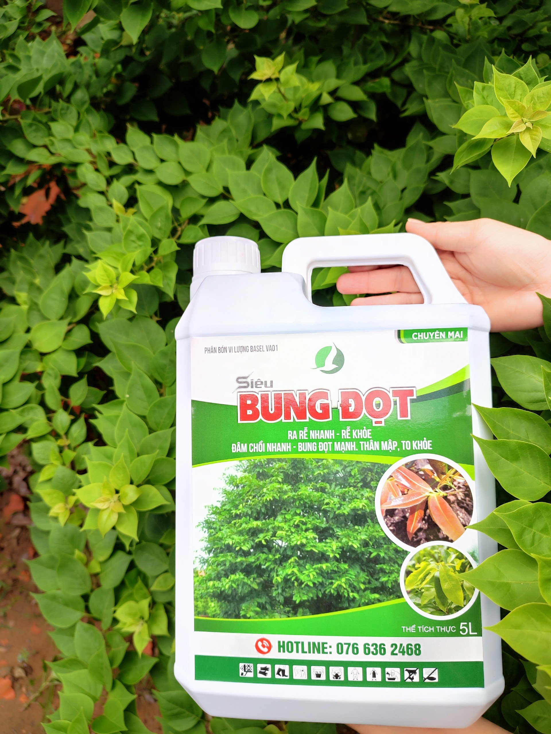SIÊU BUNG ĐỌT CHUYÊN CHO MAI - Giúp cây tăng trưởng, nhú đọt mạnh, giúp lá dày xanh bóng