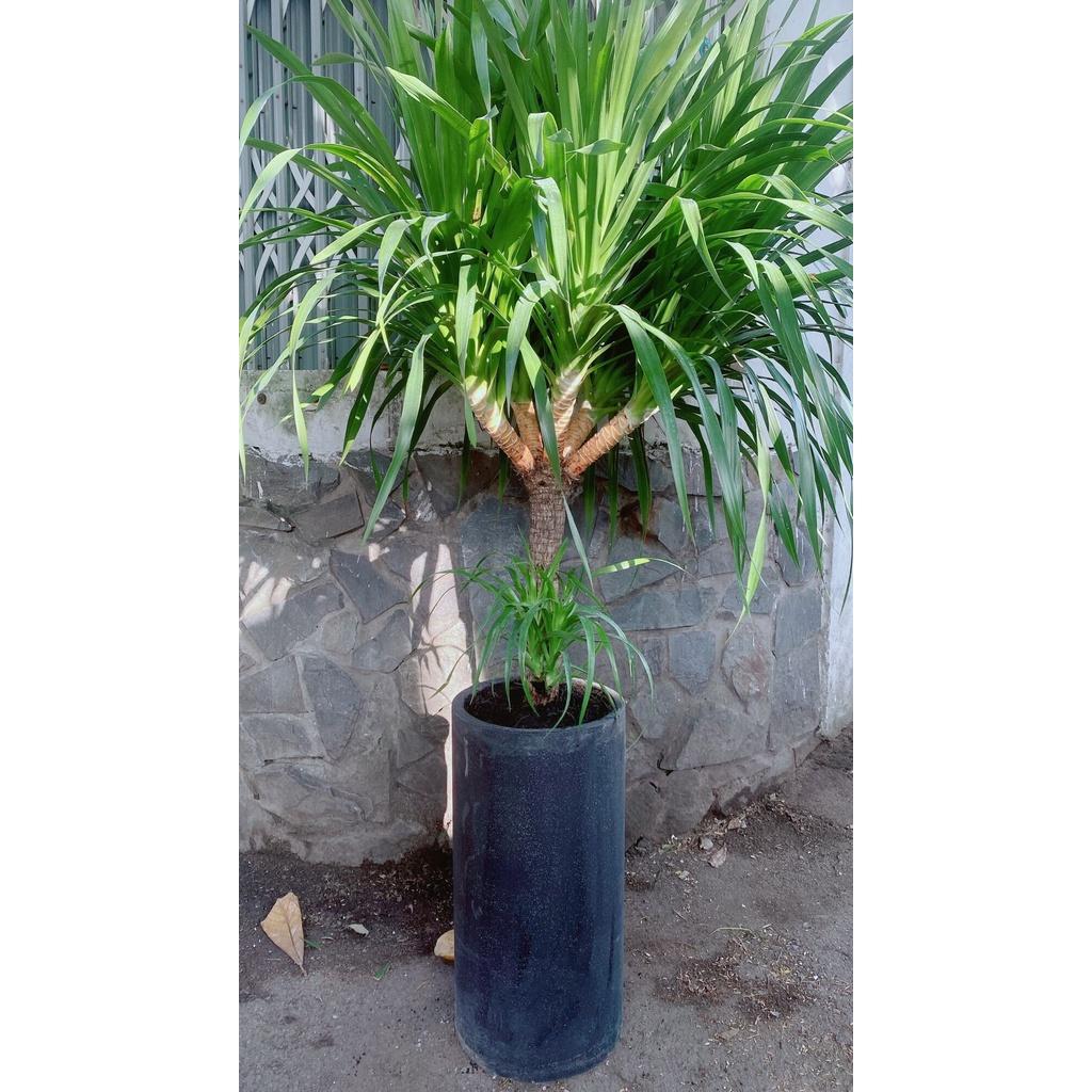 Chậu Cây Phát Tài Núi Lớn