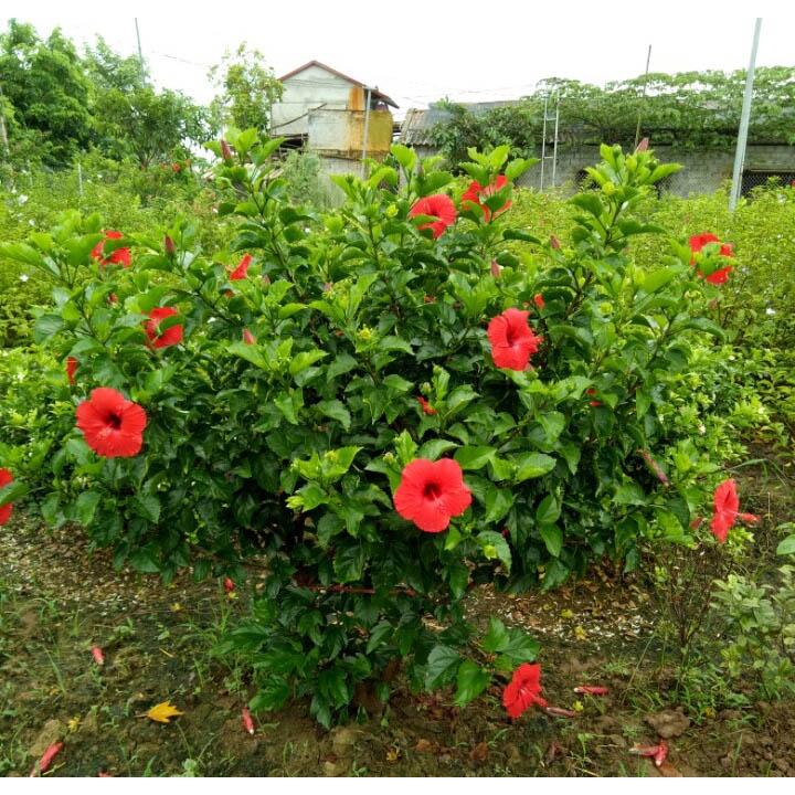 CÂY giống HOA DÂM BỤT.