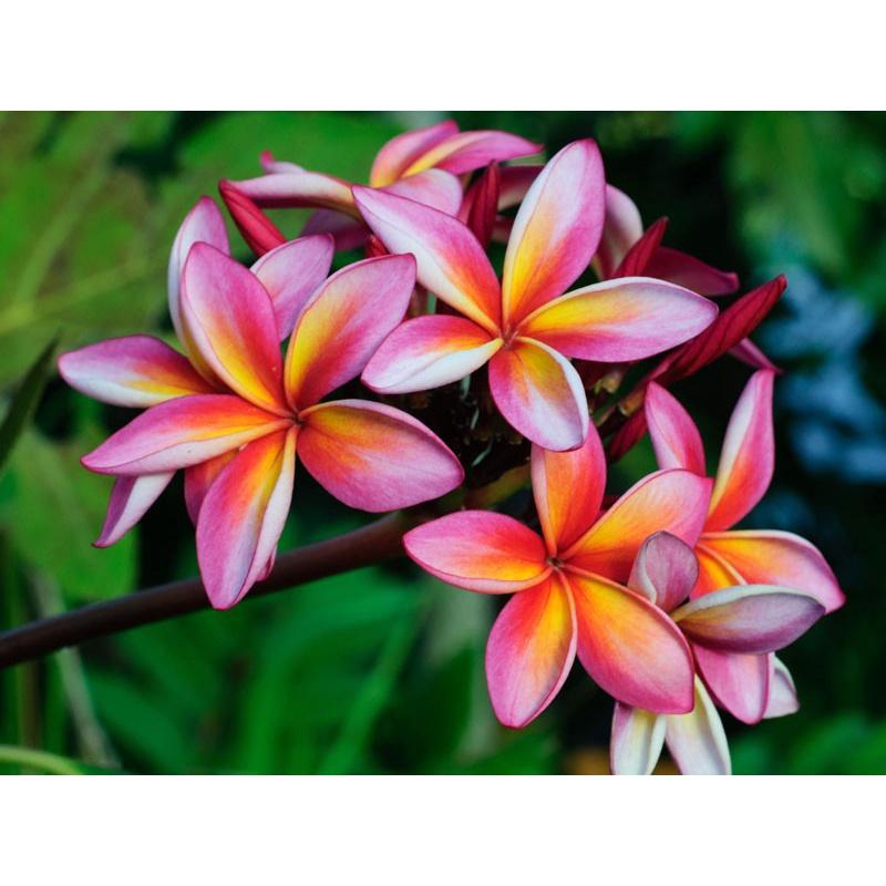 HOA ĐẠI ĐỎ - CÂY GIỐNG