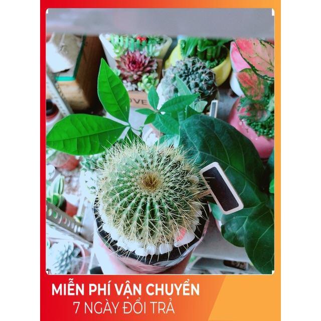 Chậu Xương Rồng Trạng Nguyên