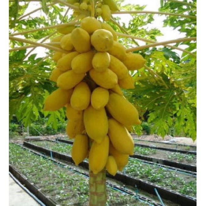 Hạt giống đu đủ lùn da vàng F1 KNS389 - Gói 5 hạt