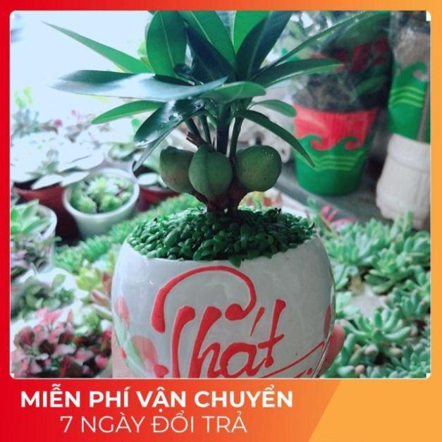 Chậu Cây May Mắn Phát Tài