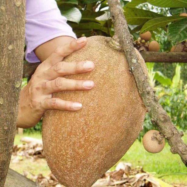 Cây Hồng Xiêm Khổng Lồ Thái Lan 10 Tháng Cho Trái