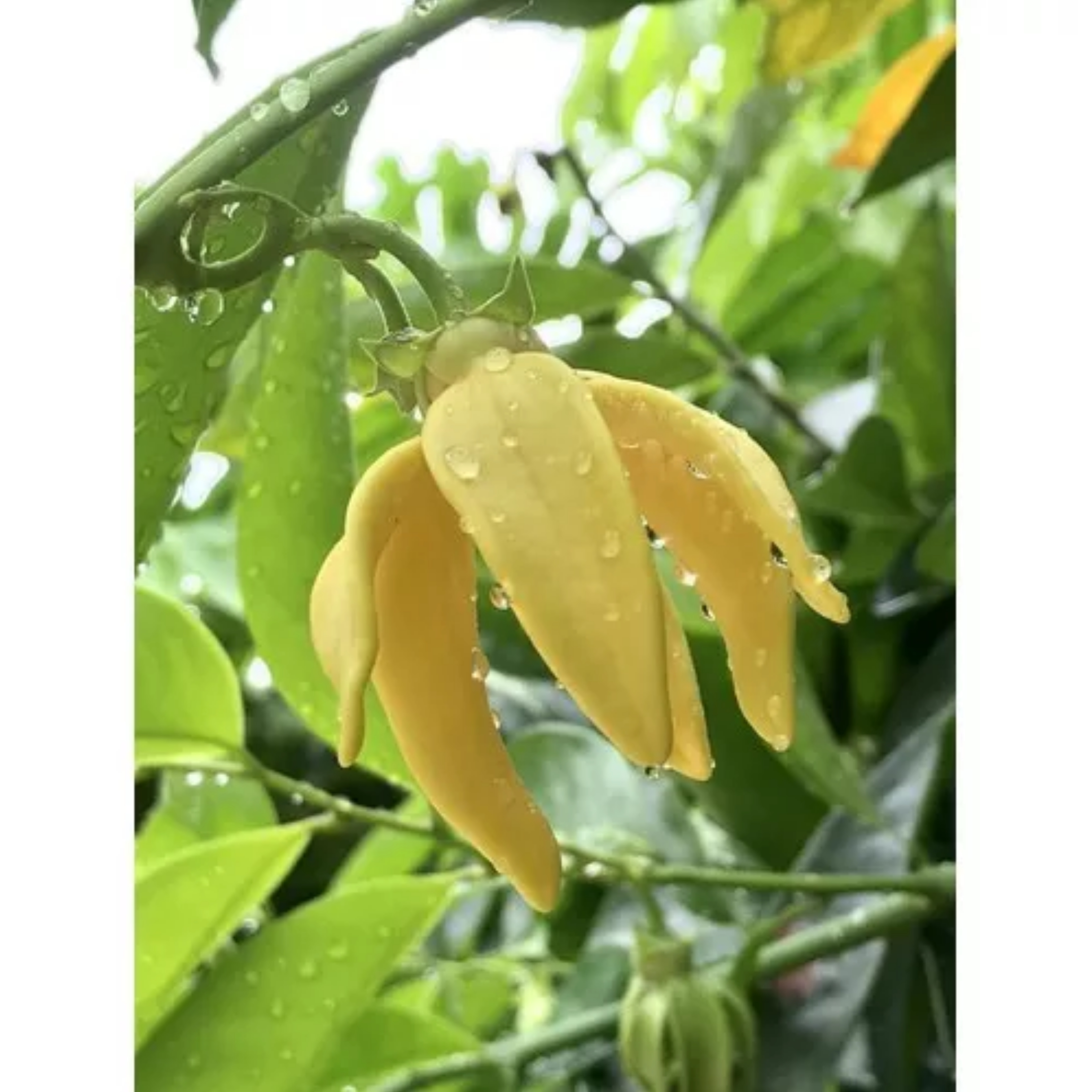 Cây hoa dẻ thơm hay cây hoa móng rồng