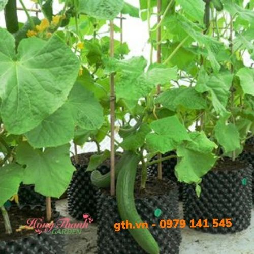 Bầu Ươm Cây V6, Bầu Ươm Thông Minh Cao 20cm đến 1m