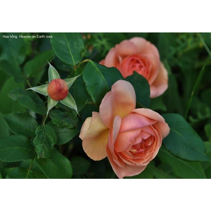 Hoa hồng ngoại Heaven On Earth Rose sang chảnh cực thơm