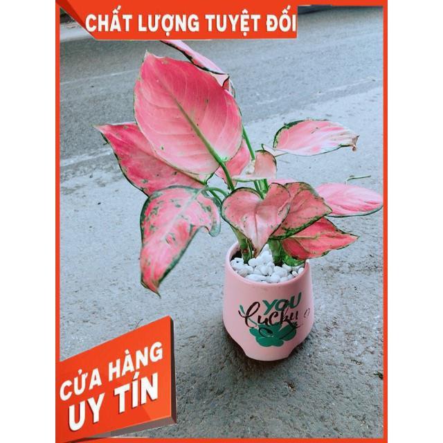 Chậu Vạn Lộc Hồng