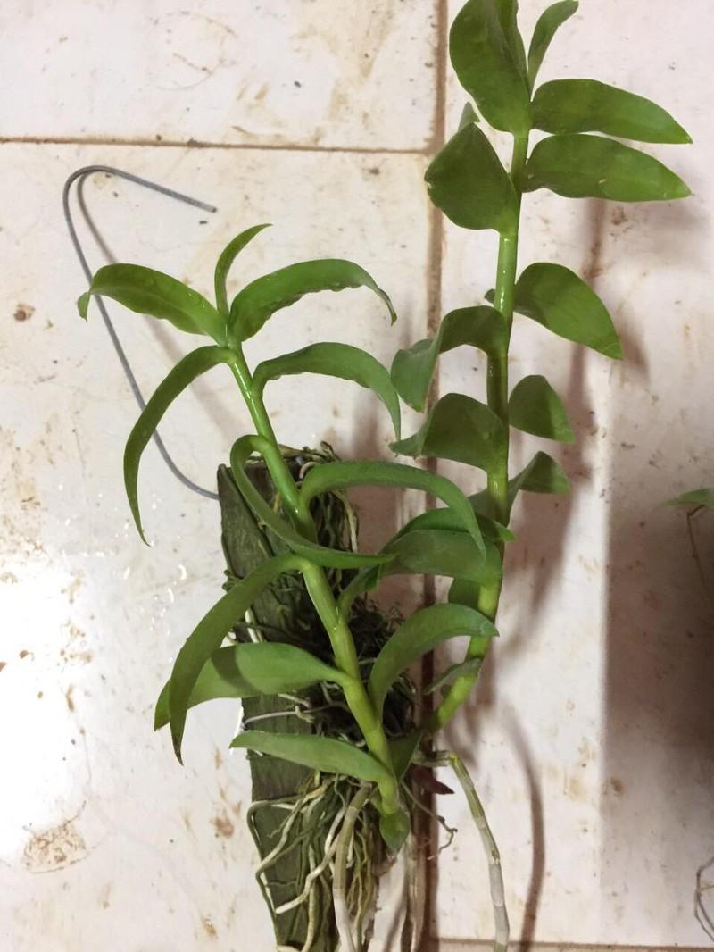 Lan phi điệp 5 CÁNH HỒNG NGUYỆT LÃNG THIÊN MÔN