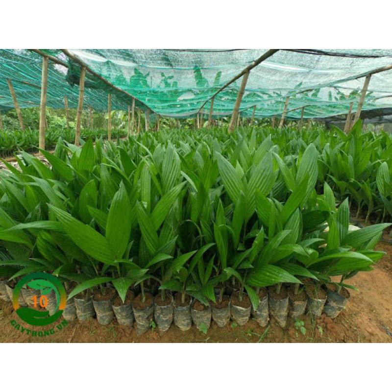 Combo 10 cây cau cao