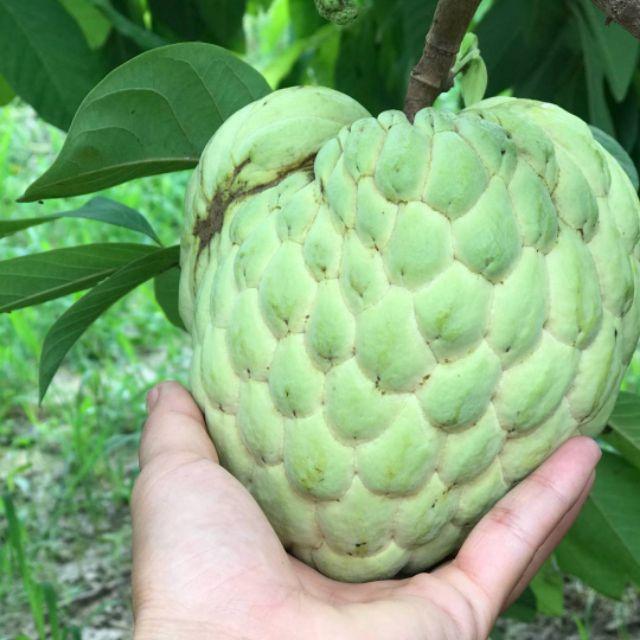 Cây Giống Na Thái Quả To Cả Cân