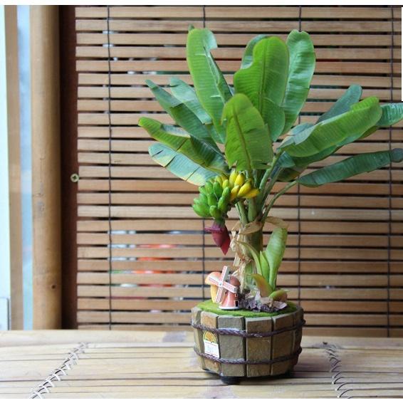 CÂY GIỐNG CHUỐI CẢNH MINI - TRỒNG CHẬU TRONG NHÀ - PHONG THỦY TỐT.