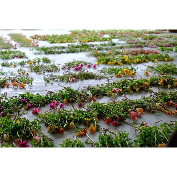 1 Ký Cành Giống Hoa Mười Giờ SAM ĐƠN Chuẩn SAM THÁI Nhập Khẩu Hoa To 150 Màu Hoa Mười Giờ Bonsai & Phụ Kiện