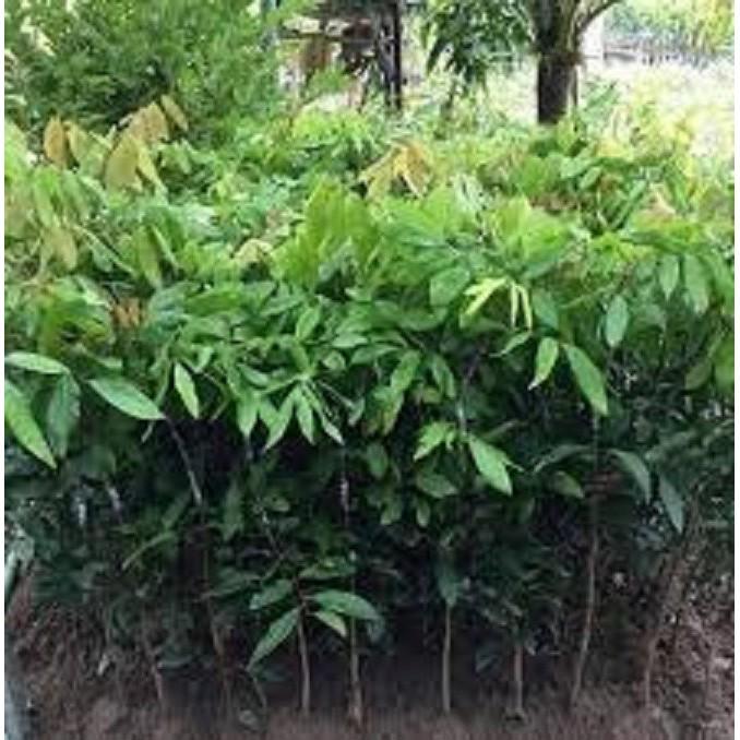 Cây giống NHÃN LỒNG SỚM HƯNG YÊN- Cây giống chuẩn F1