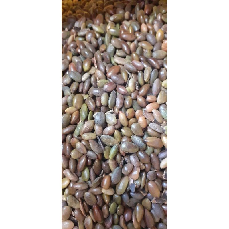500 gram hạt giống bồ kết