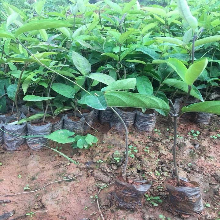 COMBO 3 CÂY GIỐNG BA KÍCH TÍM CHUẨN GIỐNG