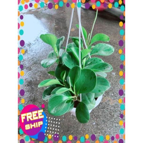 Chậu Trường Sinh
