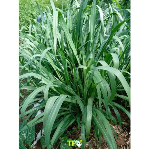 Hạt giống cỏ chăn nuôi Mombasa Ghine  KNS3737 - Gói 50gram