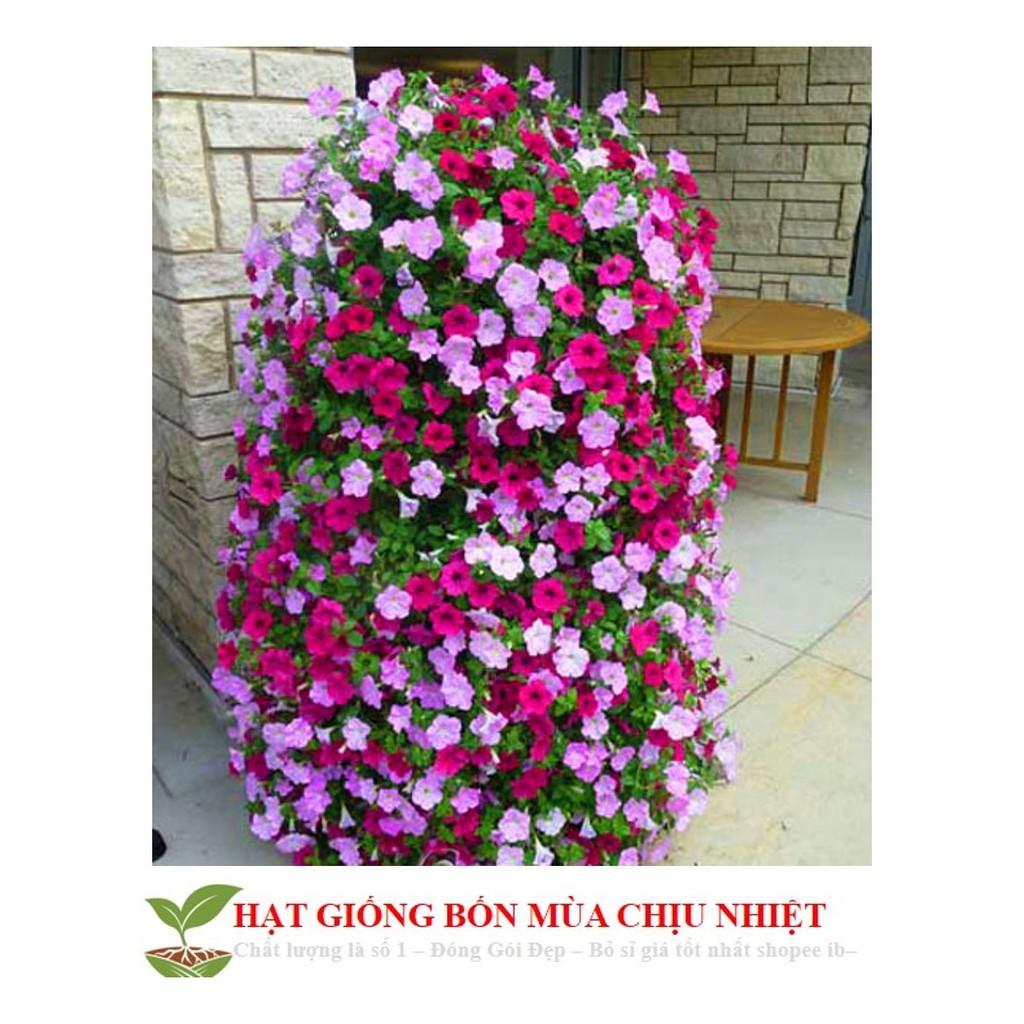 Hạt Giống Dạ yến thảo Mix 100 Hạt/ Gói ĐẾN MÙA TRỒNG TẾT