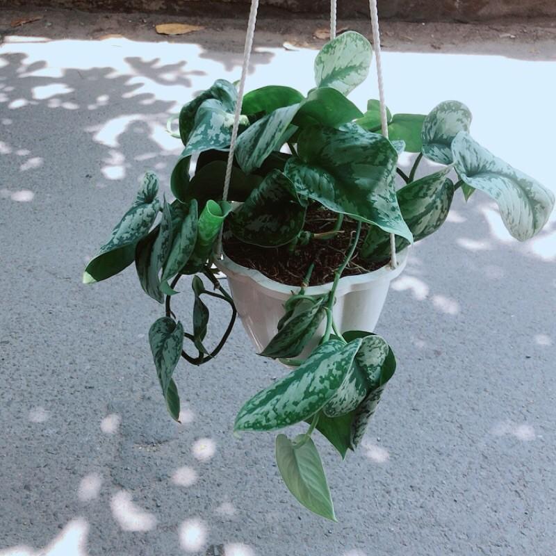 Trầu Bà Nham Thạch