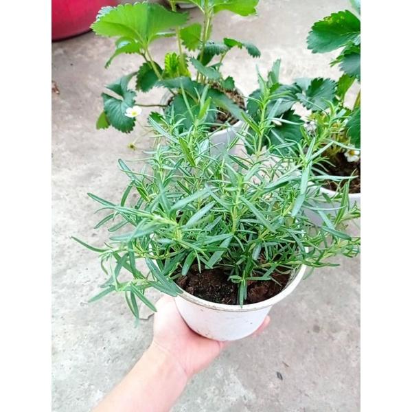 Cây hương thảo lá nhỏ- cây đuổi muỗi