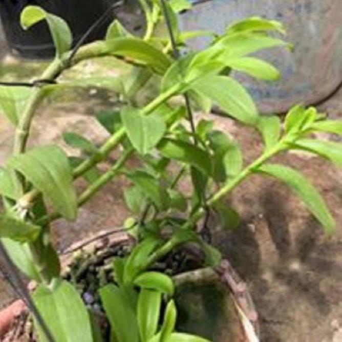 Hoa lan 5ct phủ trì ki mập khỏe ấm chậu