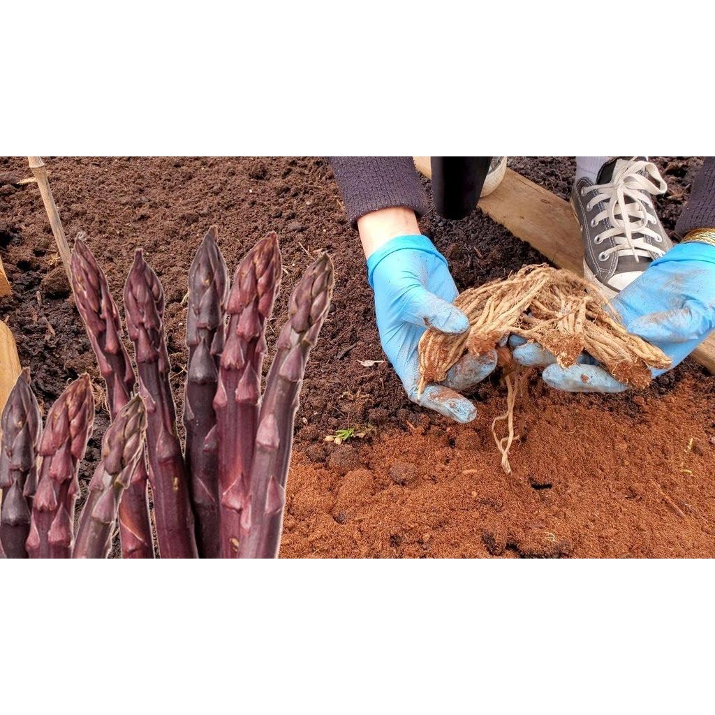 HẠT GIỐNG MĂNG TÂY TÍM GÓI 100 HẠT -  SINH TRƯỞNG VÀ PHÁT TRIỂN TỐT