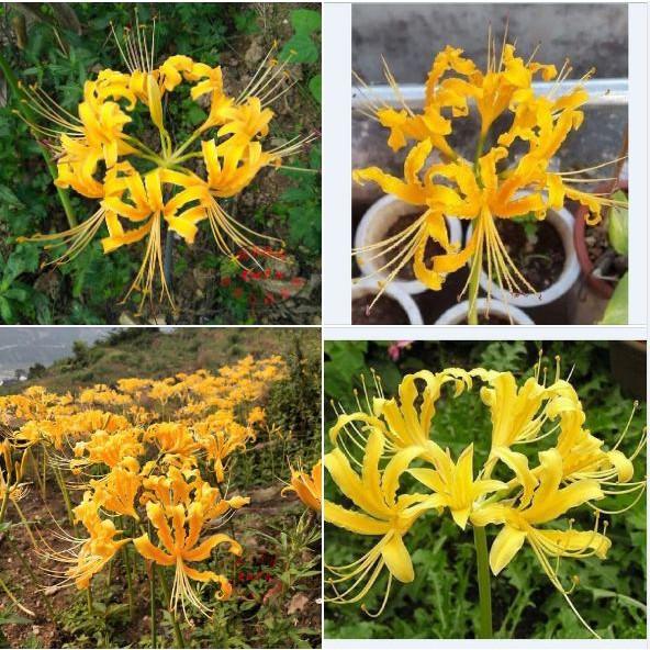 Combo 4 củ giống hoa bỉ ngạn nhiều màu