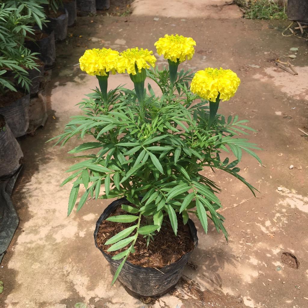 Cây Hoa Cúc Vạn Thọ Vàng,Thơm Dịu Nhẹ,Hoa Bền