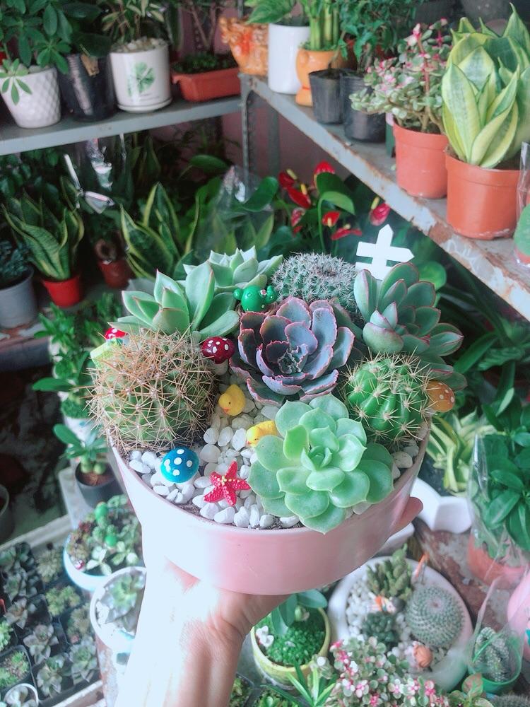 Chậu Sen Đá Xương Rồng Tiểu Cảnh