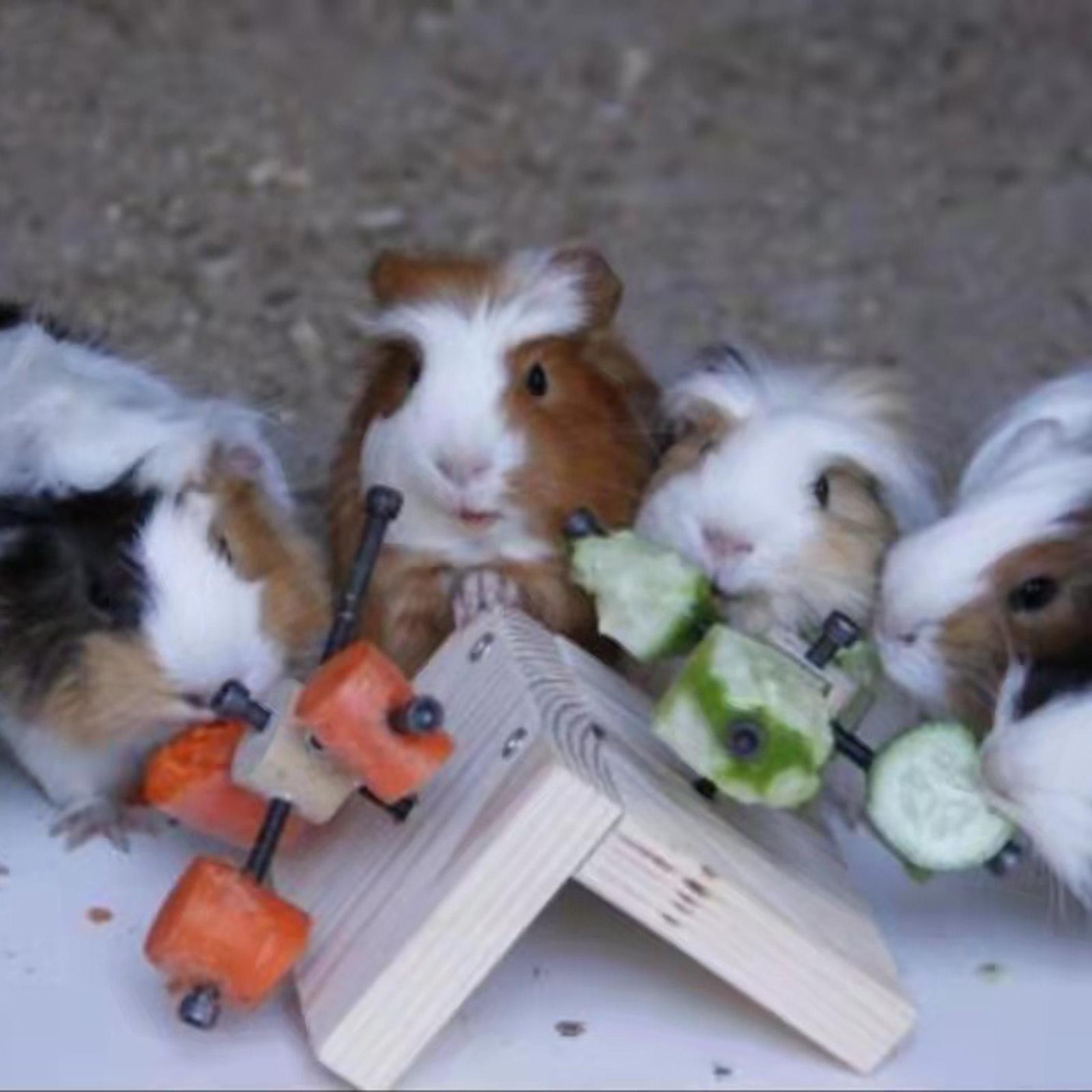 Hamster Wooden Foraging Toy, Exercise Wheel Toy, Mental Toy for Rats, Bunny, Small Pet, Chinchilla, Dwarf Hamster