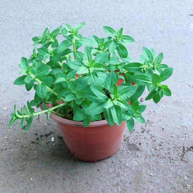 Chậu Cây Rau Ngổ