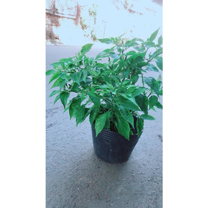 Ớt Chỉ Thiên