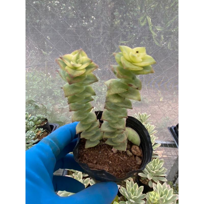 Cây sen đá xiên thịt var _hàng sẵn