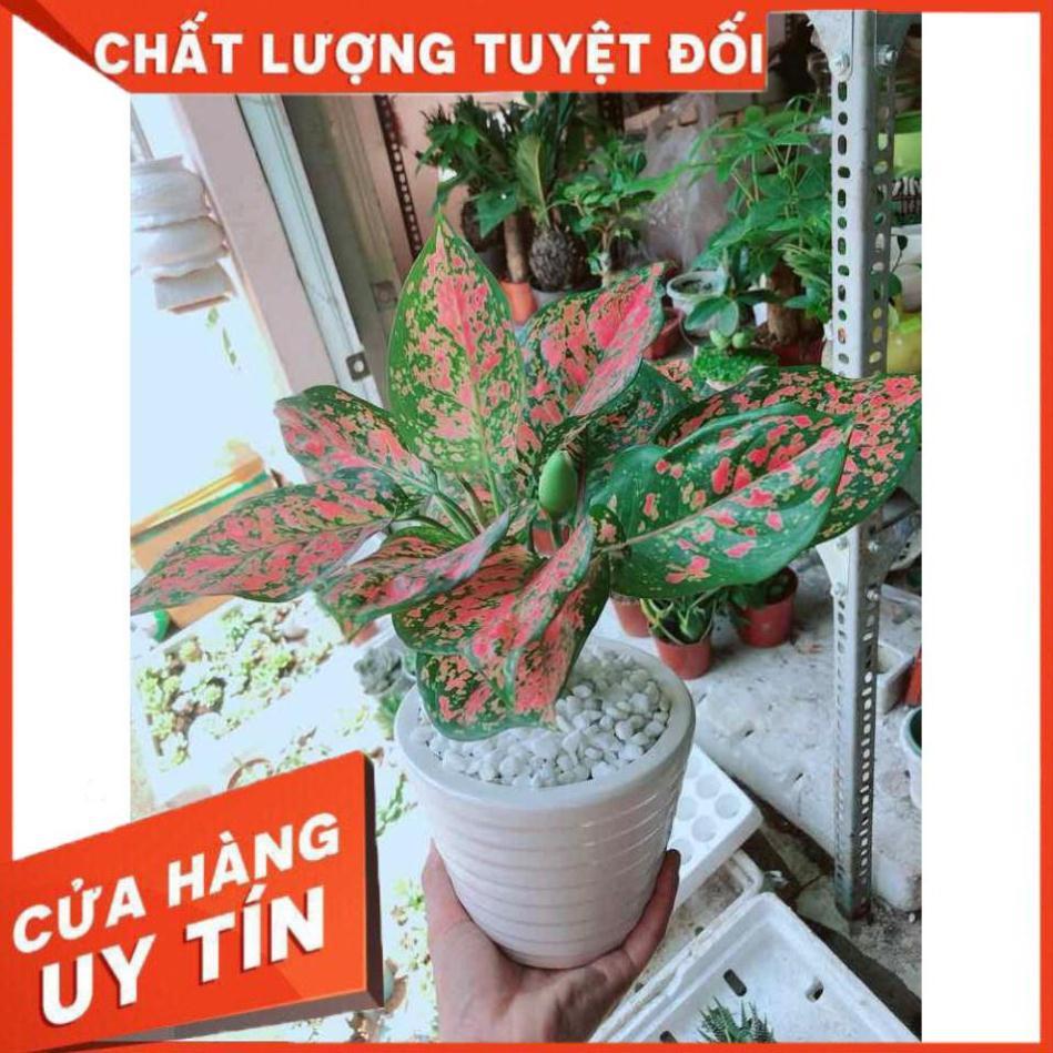 Chậu cây vạn lộc Nhiều Người Mua