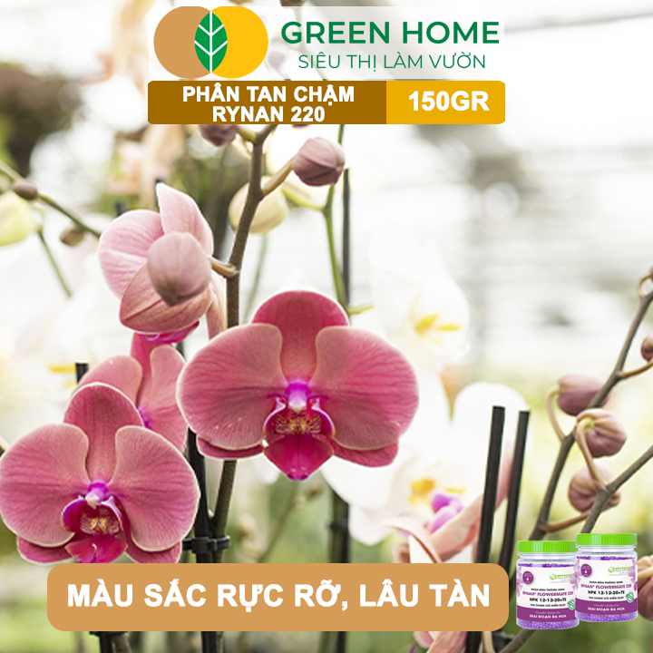 Phân Tan Chậm Greenhome, Rynan 220, Chai 150gr, Dùng Cho Phong Lan Ra Hoa, Giúp Hoa Bền Màu, Cánh Dày, To, Thơm Lâu